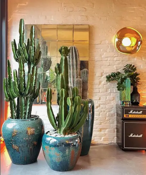 Euphorbia verzorging, stekken, water geven, standplaats, giftig