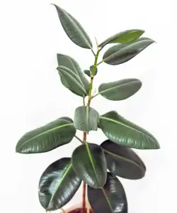 Ficus elastica, grote kamerplant kopen
