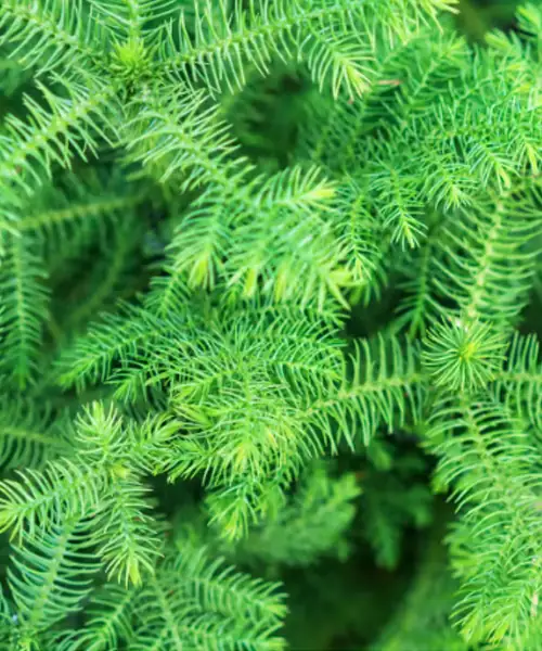 Kamerden, Araucaria Heterophylla,, Nordfolk pine, verzorging