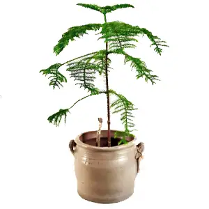 Kamerden, Araucaria Heterophylla,, Nordfolk pine, verzorging