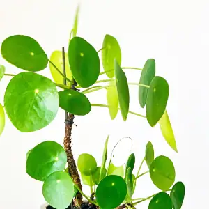 Pilea peperomioides, Pannenkoekenplant, verzorging, water, stekken, standplaats
