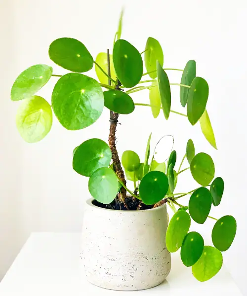 Pilea peperomioides, Pannenkoekenplant, verzorging, water, stekken, standplaats