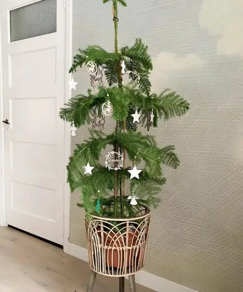 Kamerden als kerstboom, kerstboom alternatief