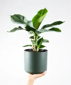 Musa, Bananenplant, grote kamerplant