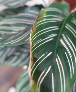 Bruine randjes, kamerplanten ziektes en plagen
