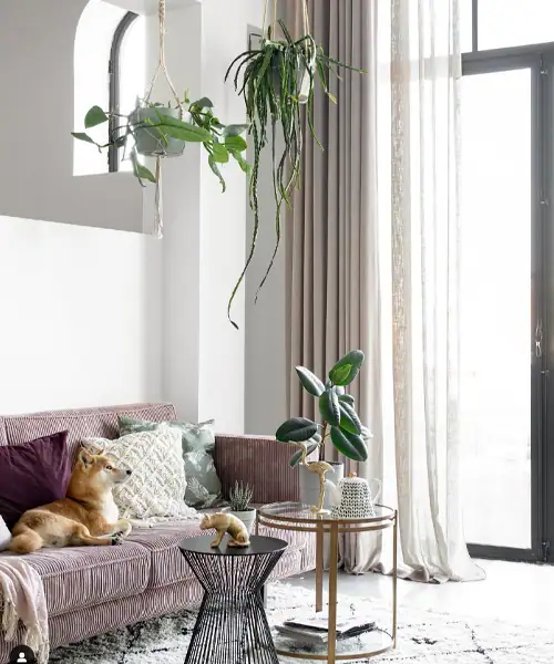 Hangplanten