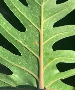 Honingdauw, kamerplanten plagen en ziektes
