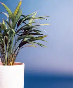 Howea forsteriana, grote kamerplant kopen