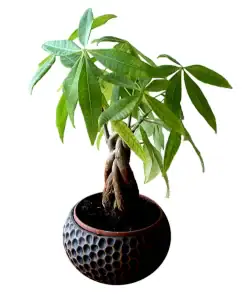 Pachira aquatica, grote kamerplant kopen