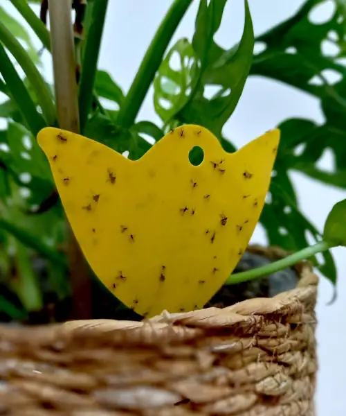 Rouwvliegjes, gele vangplaat, bestrijding