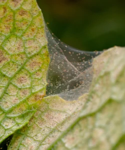 Spinnenwebjes, kamerplanten ziektes en plagen