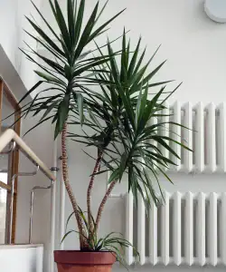 Yucca elephantipes, grote kamerplant kopen