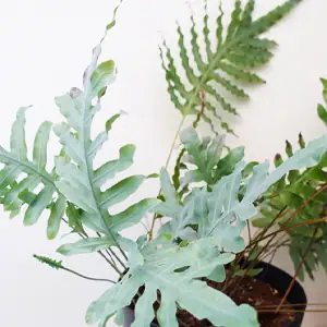 Zinkvaren, Blauwvaren, Phlebodium, verzorging