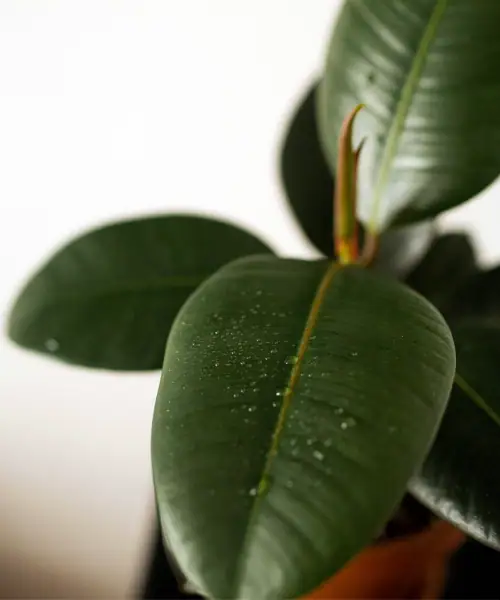 Ficus elastica, algemene verzorging