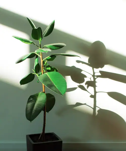 Ficus elastica, algemene verzorging