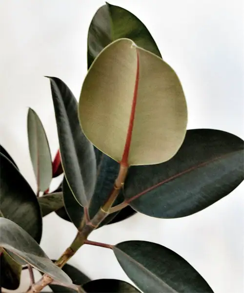 Ficus elastica, algemene verzorging