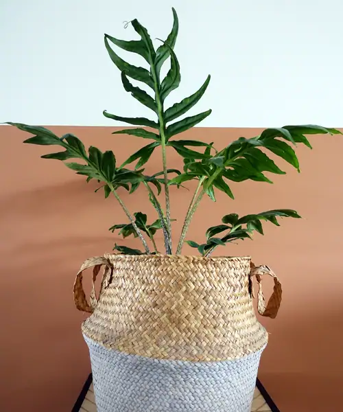 Alocasia brancifolia, verzorgingstips