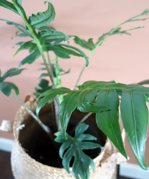 Alocasia brancifolia, verzorging