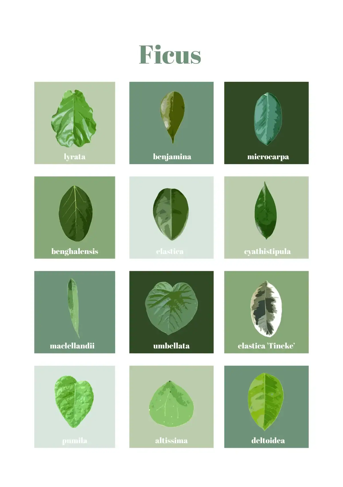 Ficus soorten poster