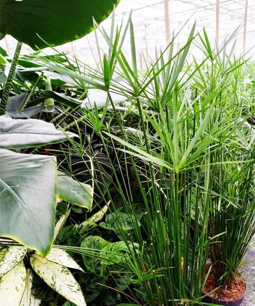 Parapluplant, Cyperus alternifolius