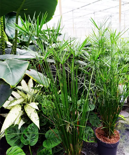Parapluplanten, Cyperus alternifolius