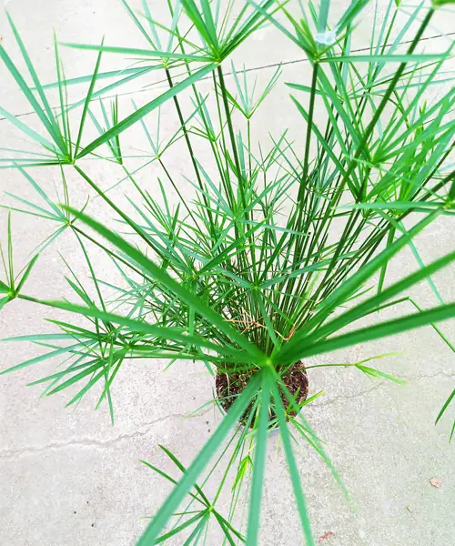 cyperus alternifolius, Parapluplant