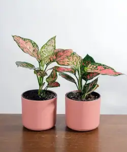 Aglaonema, kamerplanten met kleurrijke bladeren
