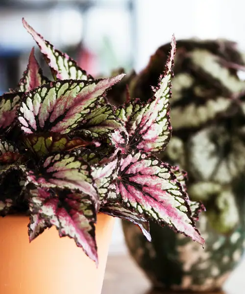 Begonia rex (Bladbegonia), Kamerplant mer kleurrijke bladeren