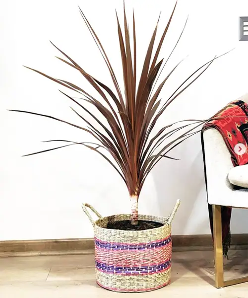 Cordyline, kleurrijke kamerplanten