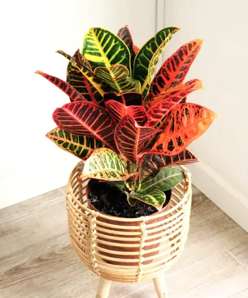 Croton (Codiaeum), kamerplanten met kleurrijke bladeren
