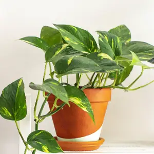 Epipremnum, verzorging