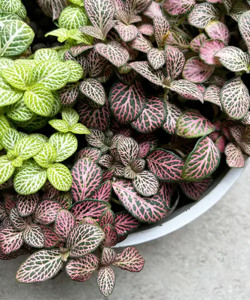 Fittonia forest flame, kamerplanten met kleurrijke bladeren