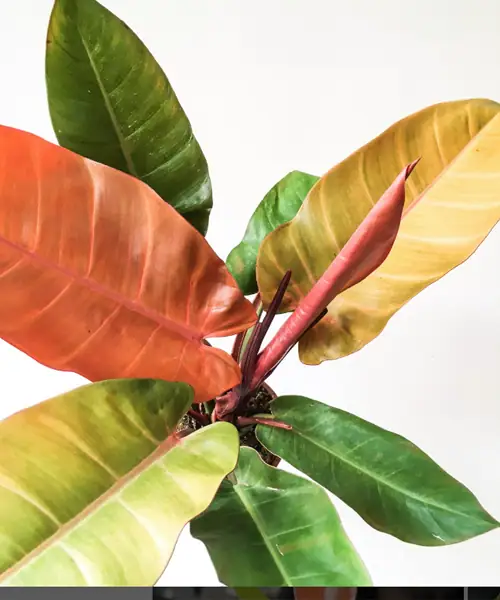 Philodendron prince of orange, Kamerplanten met kleur
