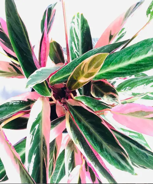 Stromanthe triostar, kamerplanten met kleur