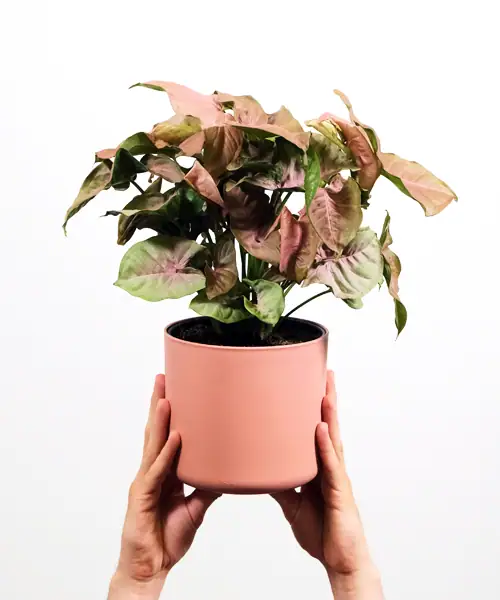 Syngonium neon, kamerplanten met kleur