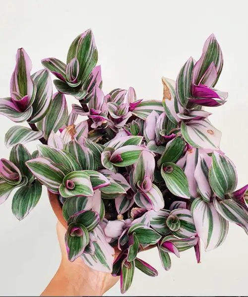 Tradescantia nanouk, kamerplanten met kleurrijke bladeren