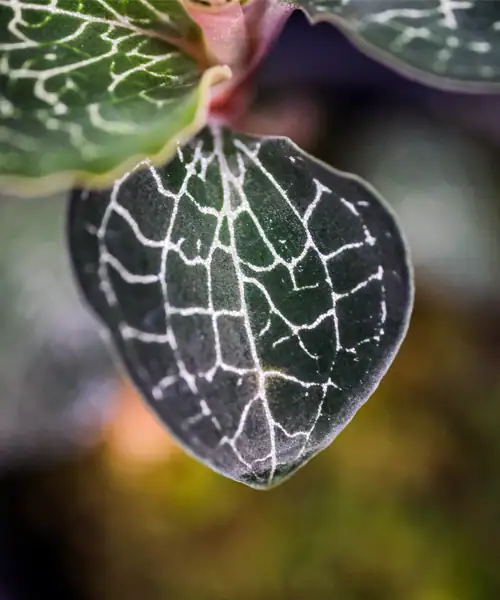 Anoectochilus, Jewel Orchid, verzorging