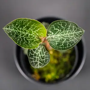 Anoectochilus, Jewel Orchid