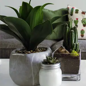 interieurs, kamerplanten