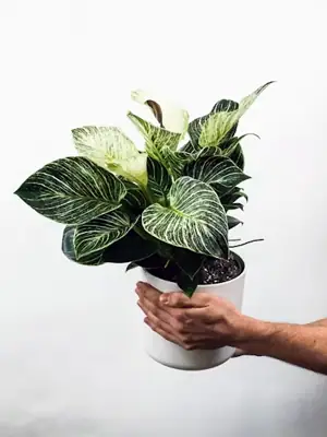 Philodendron birkin, soorten Philodendron