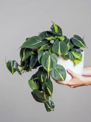 Philodendron brasil, Philodendron soorten