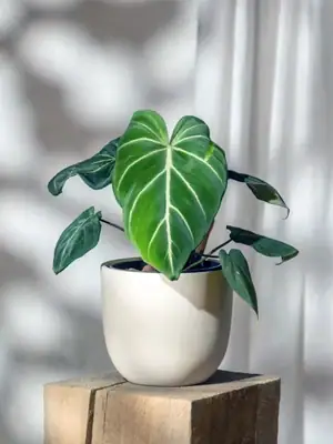 Philodendron gloriosum, Philodendron soorten