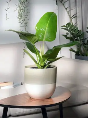 Philodendron imperial green, soorten Philodendron