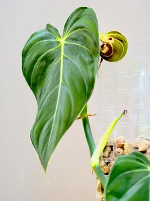Philodendron melanochrysum, Philodendron soorten