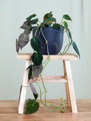 Philodendron micans, soorten Philodendron