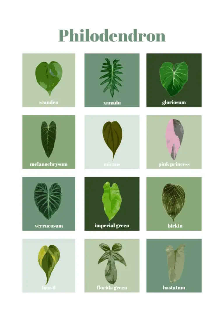Philodendron soorten
