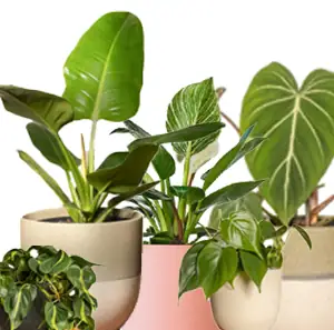 Philodendron soorten