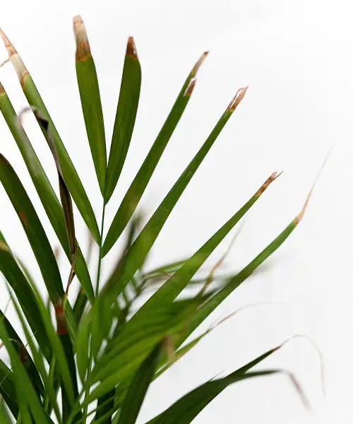 Areca Palm, Goudpalm, Dypsis lutescens, verzorging