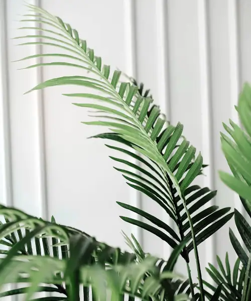 Areca Palm, Goudpalm, Dypsis lutescens, verzorging