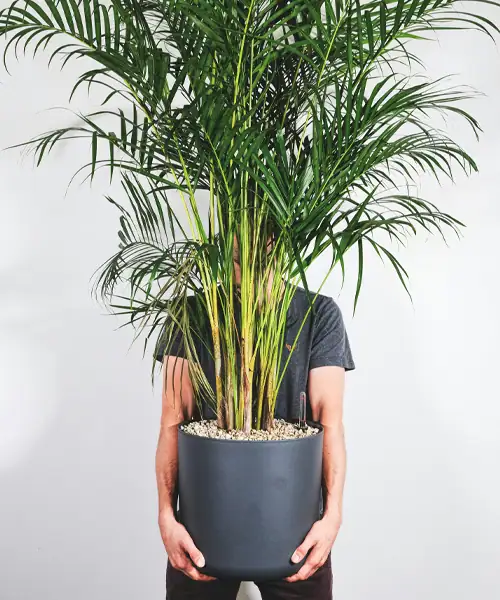 Areca Palm, Goudpalm, Dypsis lutescens, verzorging